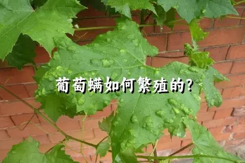 葡萄螨如何繁殖的？