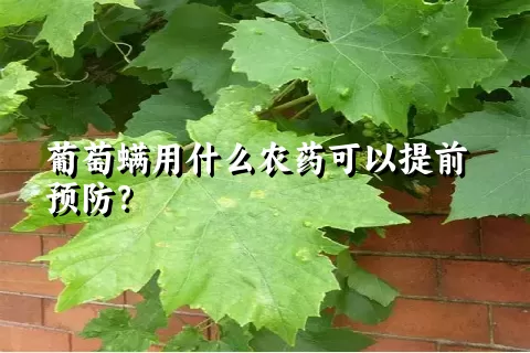 葡萄螨用什么农药可以提前预防？