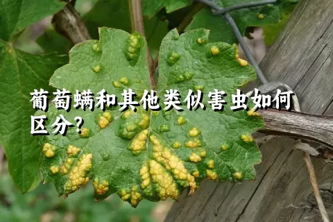 葡萄螨和其他类似害虫如何区分？