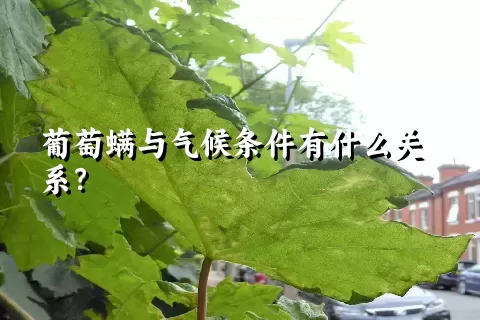 葡萄螨与气候条件有什么关系？