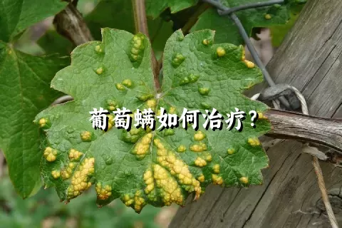 葡萄螨如何治疗？