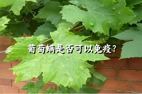 葡萄螨是否可以免疫？