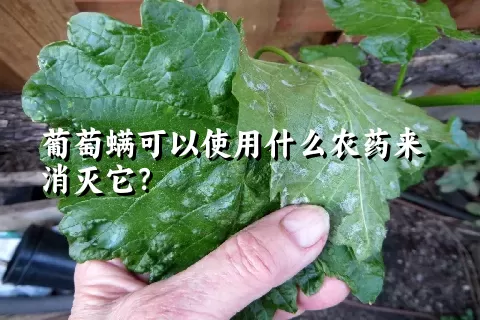 葡萄螨可以使用什么农药来消灭它？