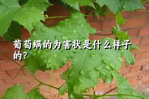 葡萄螨的为害状是什么样子的？