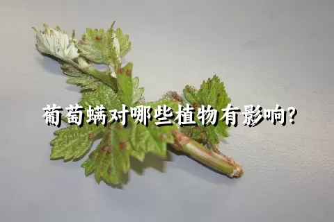 葡萄螨对哪些植物有影响？