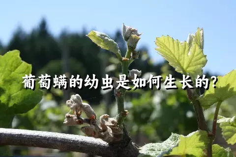 葡萄螨的幼虫是如何生长的？