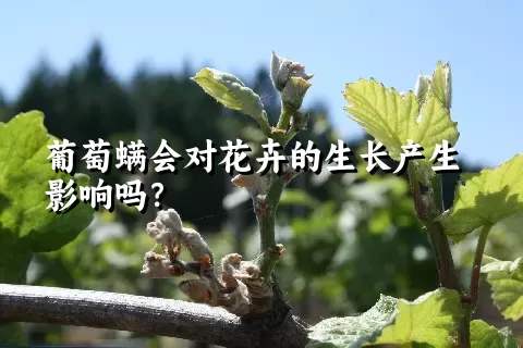 葡萄螨会对花卉的生长产生影响吗？