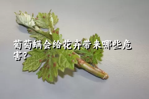 葡萄螨会给花卉带来哪些危害？