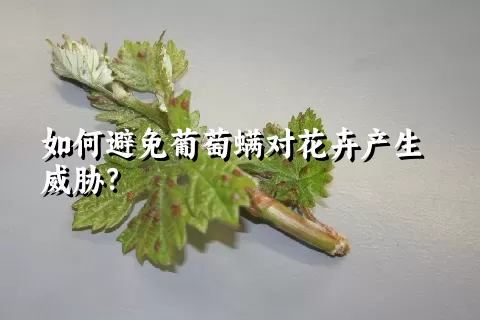 如何避免葡萄螨对花卉产生威胁？