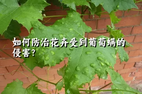 如何防治花卉受到葡萄螨的侵害？