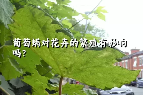 葡萄螨对花卉的繁殖有影响吗？