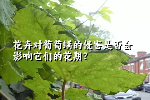 花卉对葡萄螨的侵害是否会影响它们的花期？