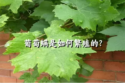 葡萄螨是如何繁殖的？