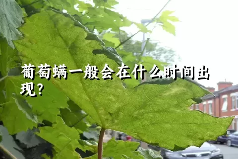 葡萄螨一般会在什么时间出现？