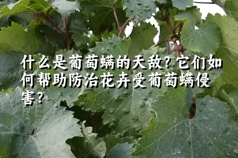 什么是葡萄螨的天敌？它们如何帮助防治花卉受葡萄螨侵害？