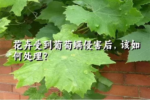 花卉受到葡萄螨侵害后，该如何处理？