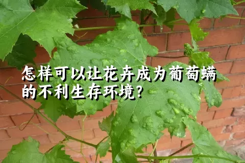 怎样可以让花卉成为葡萄螨的不利生存环境？