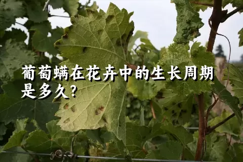 葡萄螨在花卉中的生长周期是多久？