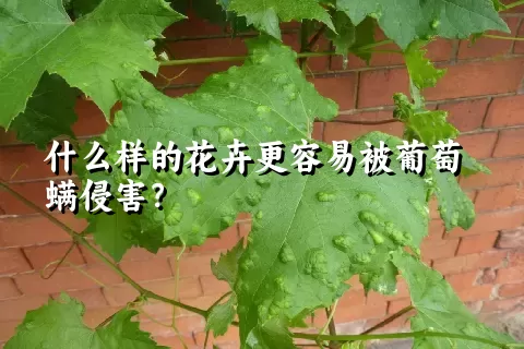 什么样的花卉更容易被葡萄螨侵害？