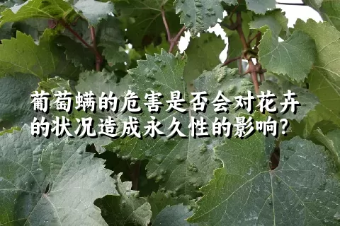 葡萄螨的危害是否会对花卉的状况造成永久性的影响？