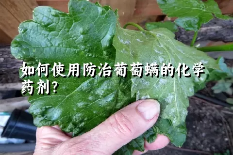 如何使用防治葡萄螨的化学药剂？