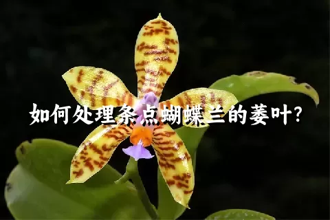 如何处理条点蝴蝶兰的萎叶？