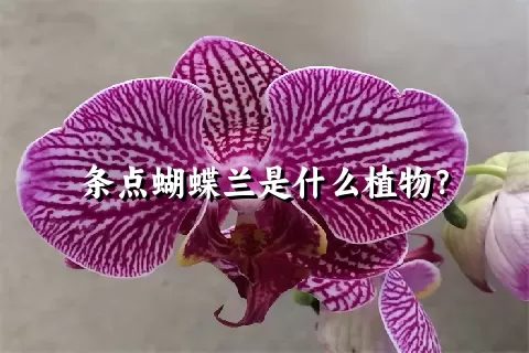 条点蝴蝶兰是什么植物？