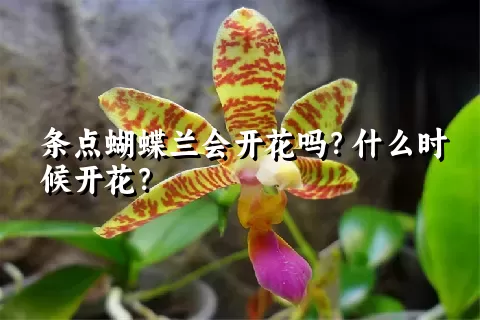 条点蝴蝶兰会开花吗？什么时候开花？