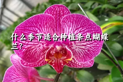 什么季节适合种植条点蝴蝶兰？