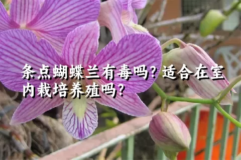 条点蝴蝶兰有毒吗？适合在室内栽培养殖吗？