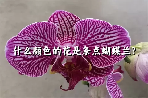 什么颜色的花是条点蝴蝶兰？