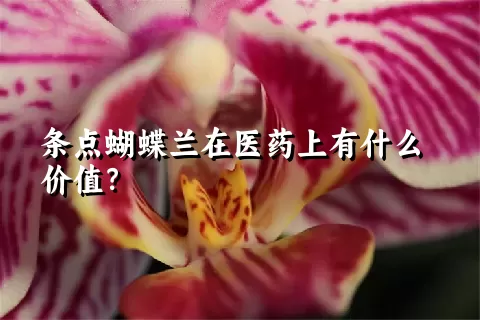 条点蝴蝶兰在医药上有什么价值？