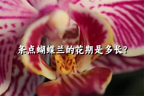 条点蝴蝶兰的花期是多长？