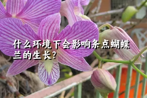 什么环境下会影响条点蝴蝶兰的生长？