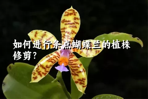 如何进行条点蝴蝶兰的植株修剪？