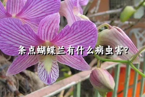 条点蝴蝶兰有什么病虫害？