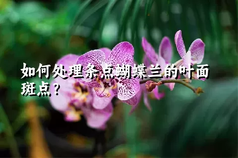 如何处理条点蝴蝶兰的叶面斑点？