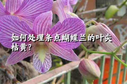 如何处理条点蝴蝶兰的叶尖枯黄？