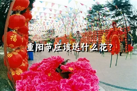 重阳节应该送什么花？