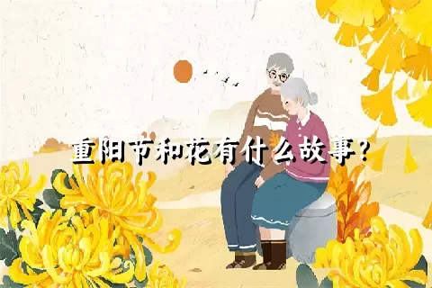 重阳节和花有什么故事？