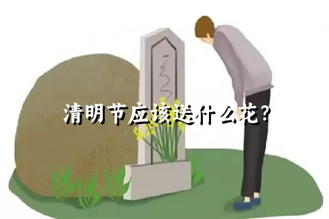 清明节应该送什么花？