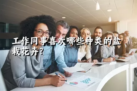 工作同事喜欢哪些种类的盆栽花卉？