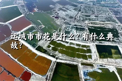 运城市市花是什么？有什么典故？