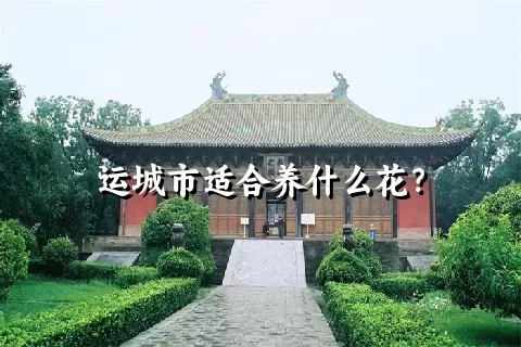 运城市适合养什么花？