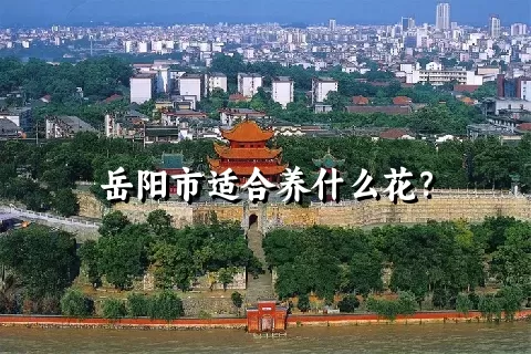 岳阳市适合养什么花？