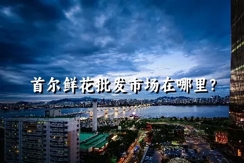 首尔鲜花批发市场在哪里？