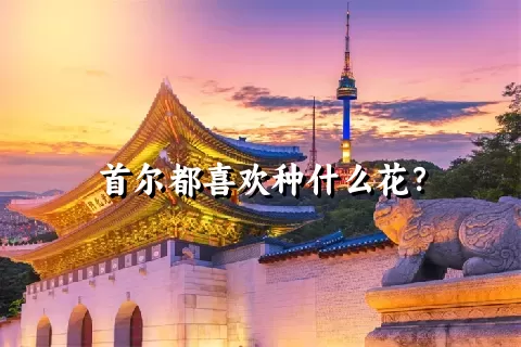 首尔都喜欢种什么花？