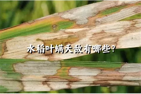 水稻叶螨天敌有哪些？