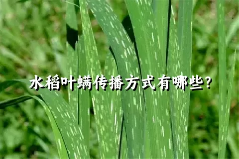 水稻叶螨传播方式有哪些？