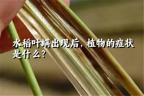 水稻叶螨出现后，植物的症状是什么？